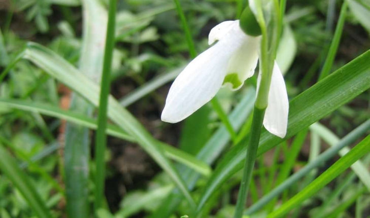 Galanthus nivalis L.  