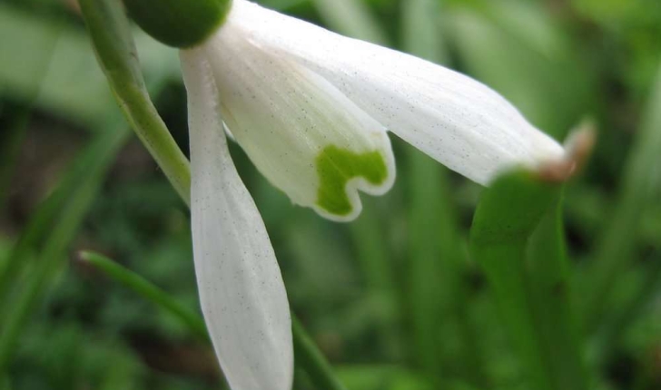 Galanthus nivalis L.  