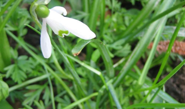 Galanthus nivalis L.  