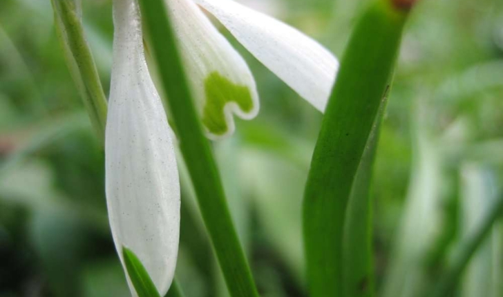 Galanthus nivalis L.  