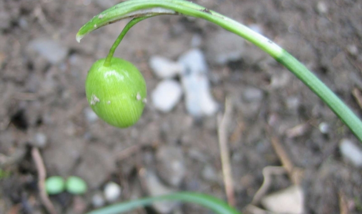 Galanthus nivalis L.  