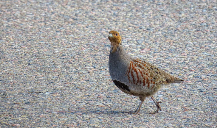 Perdix perdix