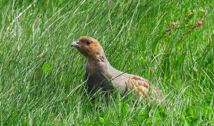 Perdix perdix