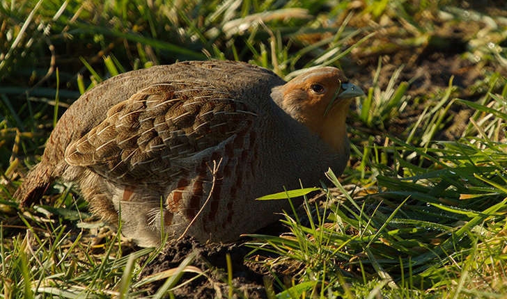 Perdix perdix