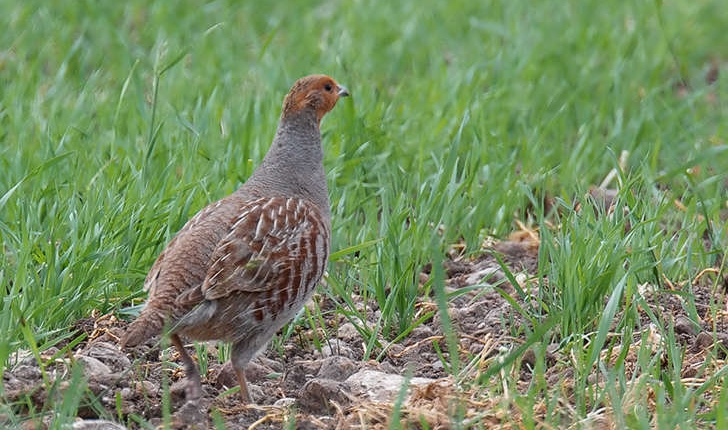 Perdix perdix