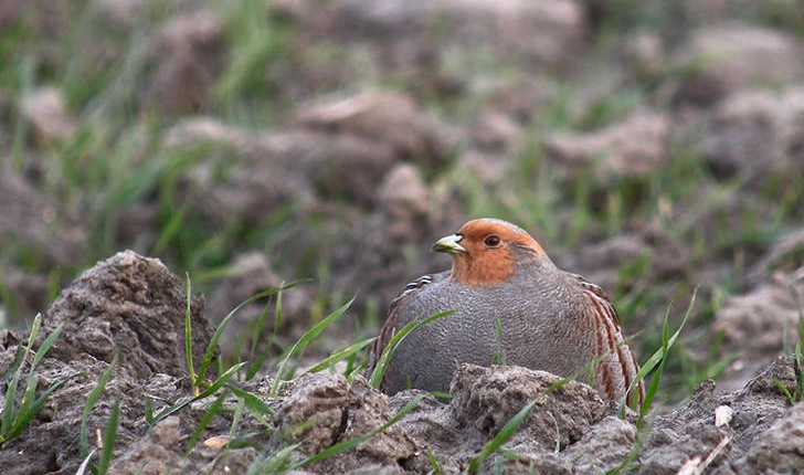 Perdix perdix