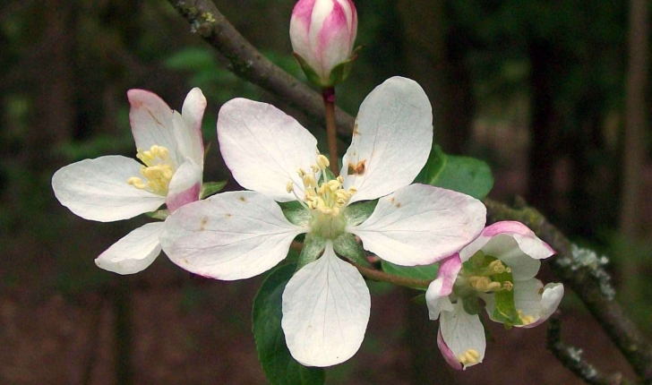 Malus sylvestris (Mill., 1768)