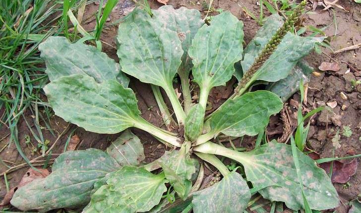 Plantago major (L., 1753)