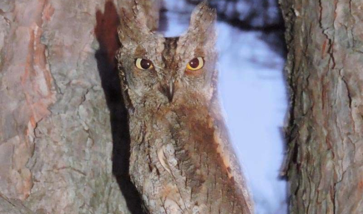 Otus scops (Linnaeus, 1758)