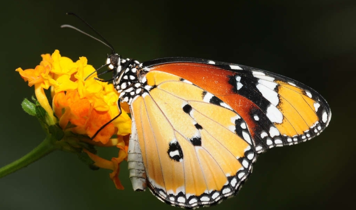 Danaus chrysippus (Linné, 1758)