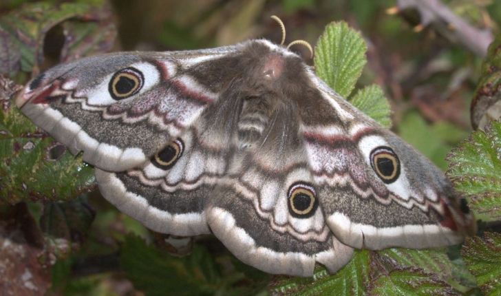 Saturnia pavonia (Linnaeus, 1758)