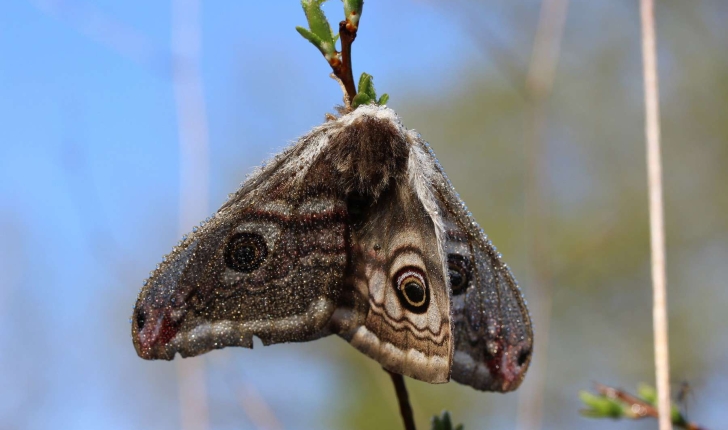 Saturnia pavonia (Linnaeus, 1758)