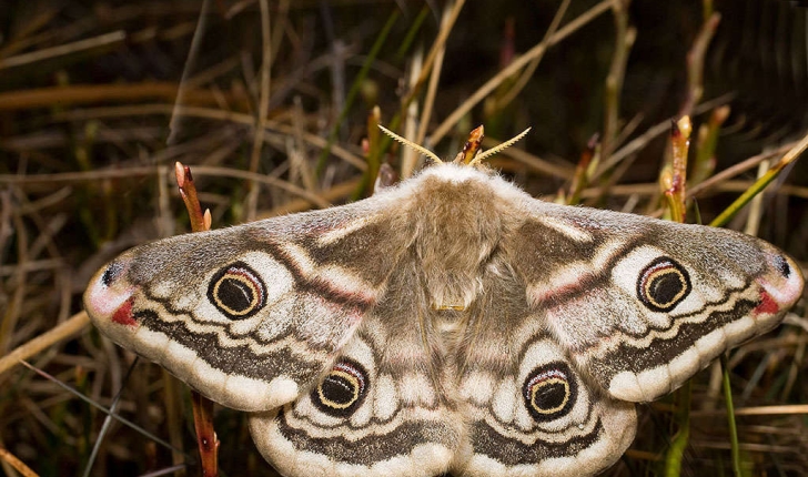 Saturnia pavonia (Linnaeus, 1758)