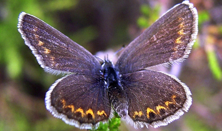 Plebejus argus (Linnaeus, 1758)