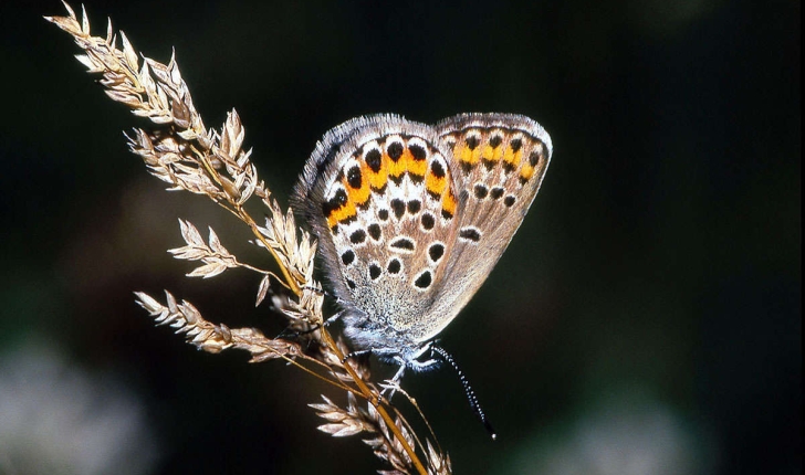 Plebejus argus (Linnaeus, 1758)