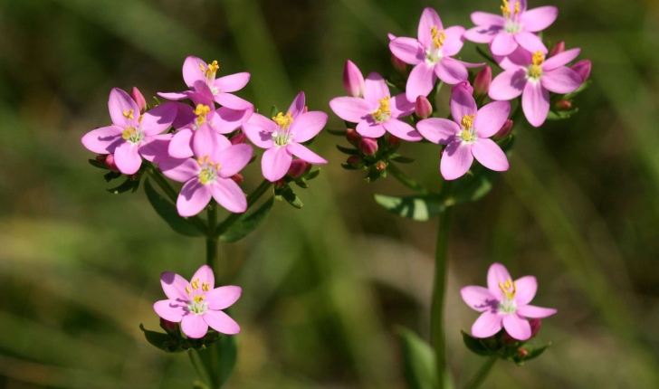 Centaurium erythraea (Rafn, 1800)