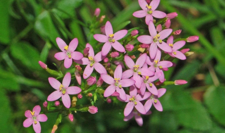 Centaurium erythraea (Rafn, 1800)