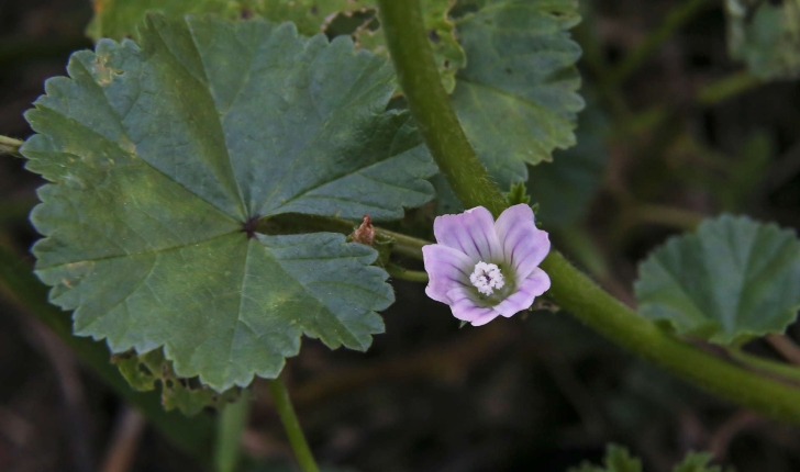 Malva neglecta (Wallr., 1824)
