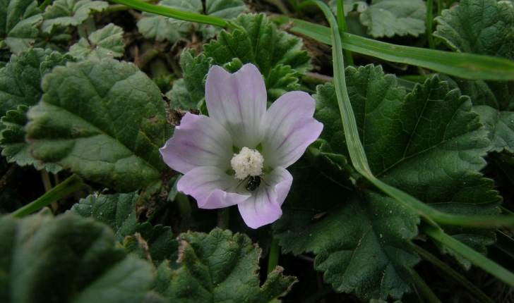 Malva neglecta (Wallr., 1824)