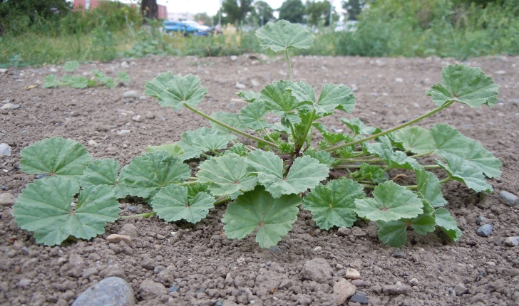 Malva neglecta (Wallr., 1824)