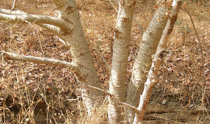 Populus sp (L., 1753)