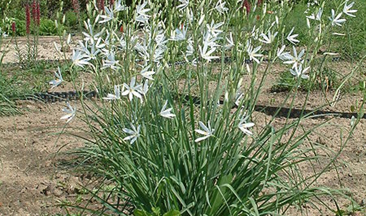 Anthericum liliago