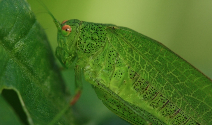 Phaneroptera nana Fieber