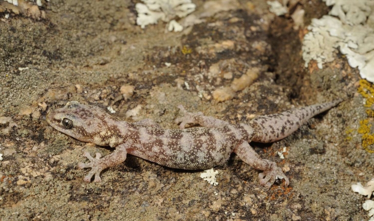 Euleptes europaea (Gené, 1839) 