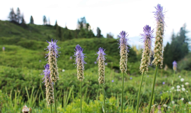 Phyteuma betonicifolium (Vill., 1785)