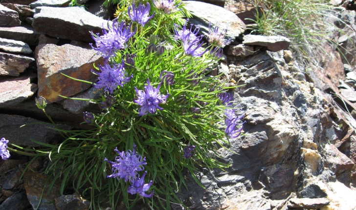 Phyteuma hemisphaericum (L., 1753)