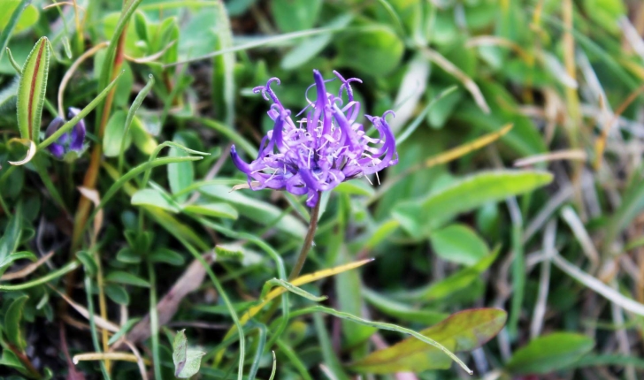 Phyteuma hemisphaericum (L., 1753)