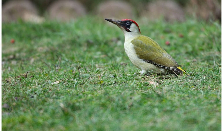 Picus viridis (Linnaeus, 1758)
