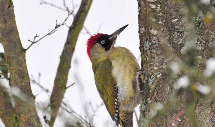 Picus viridis (Linnaeus, 1758)