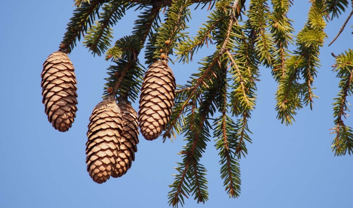 Picea abies ((L.) H.Karst., 1881)