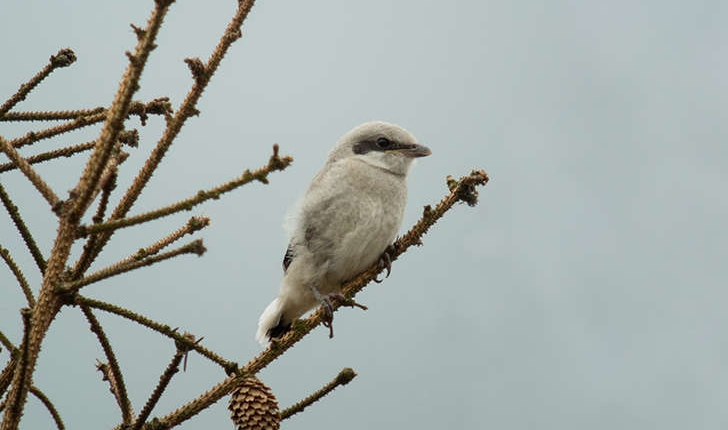 Lanius excubitor (Linnaeus, 1758)