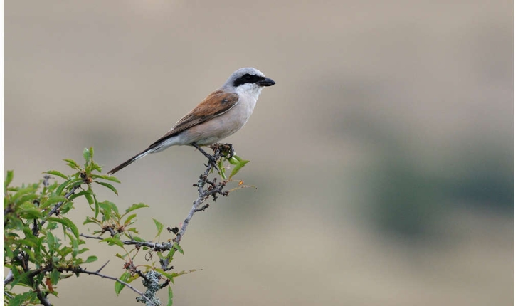 Lanius collurio (Linnaeus, 1758)