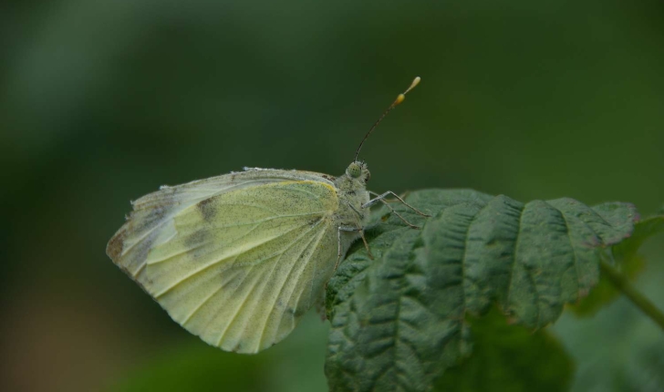Pieris brassicae (Linné, 1758)