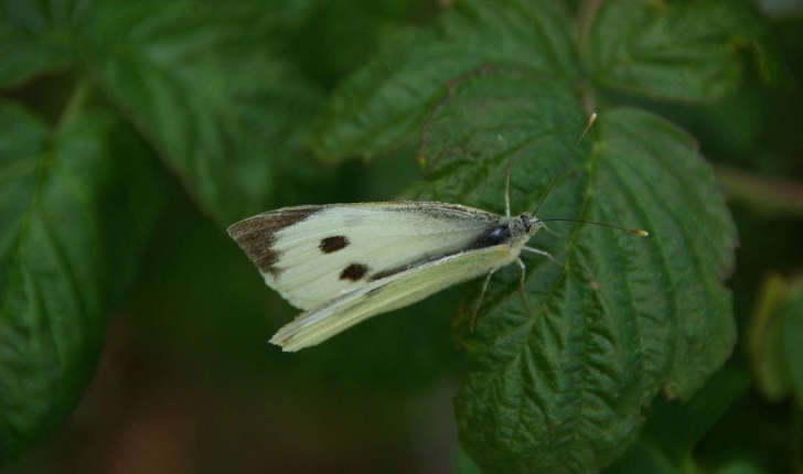 Pieris brassicae (Linné, 1758)