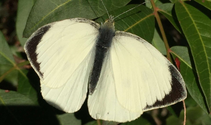 Pieris brassicae (Linné, 1758)