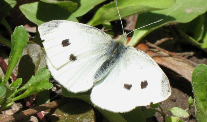 Pieris rapae (Linnaeus, 1758)