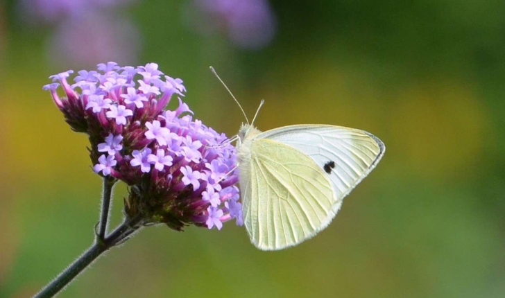Pieris rapae (Linnaeus, 1758)