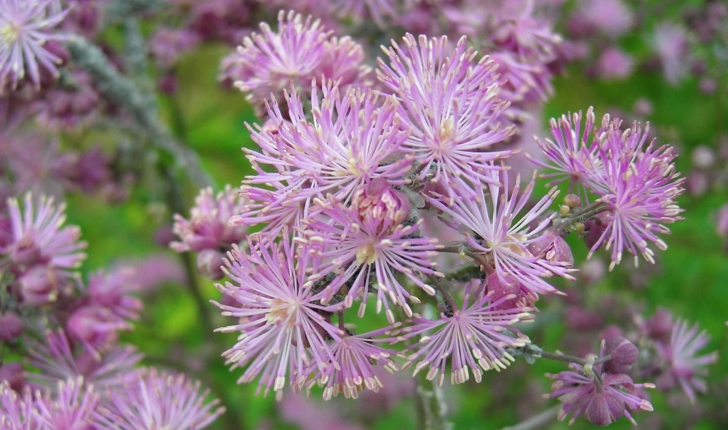Thalictrum aquilegiifolium (L., 1753)