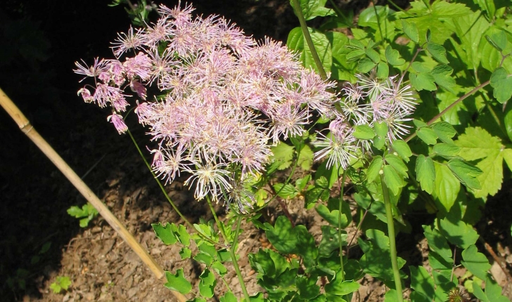Thalictrum aquilegiifolium (L., 1753)