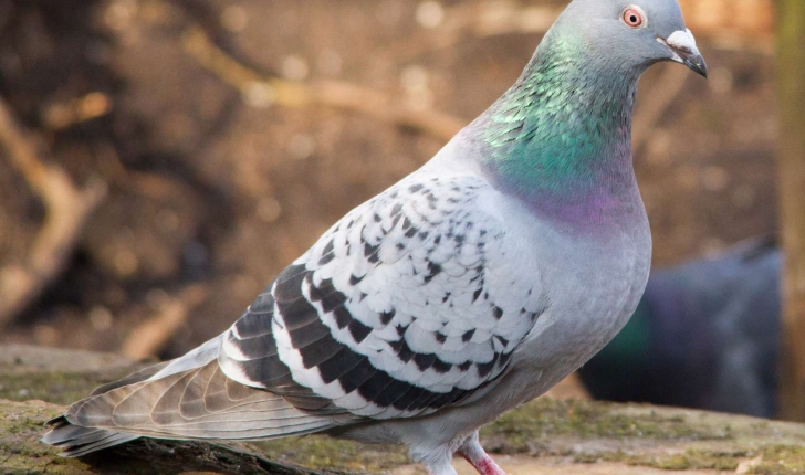 Columba livia