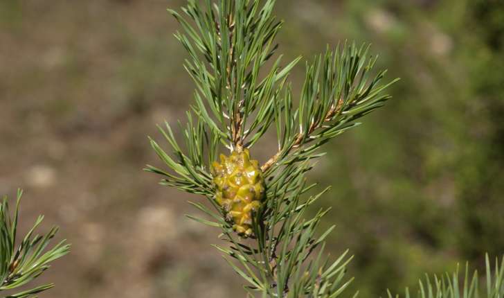 Pinus uncinata (Domin, 1936)