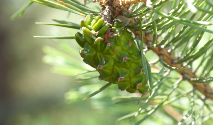 Pinus uncinata (Domin, 1936)