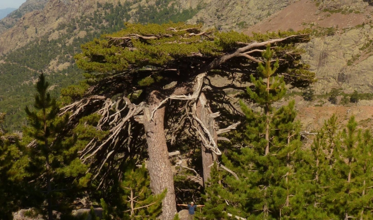 Pinus nigra subsp. laricio (Maire,1928)