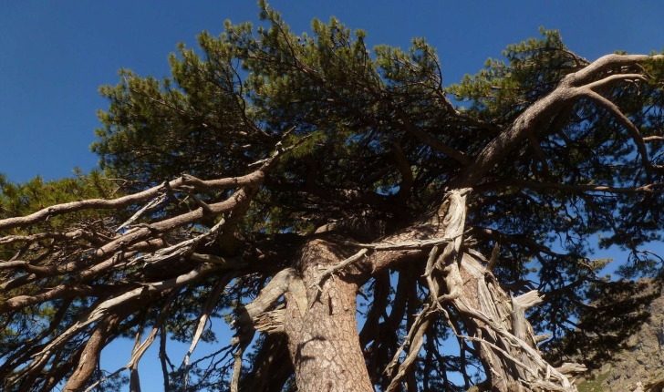 Pinus nigra subsp. laricio (Maire,1928)