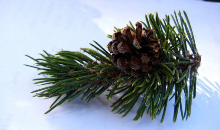 Pinus mugo (Turra, 1764)