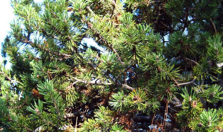 Pinus mugo (Turra, 1764)